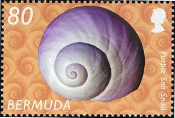 Common Purple Sea Snail (Janthina janthina)