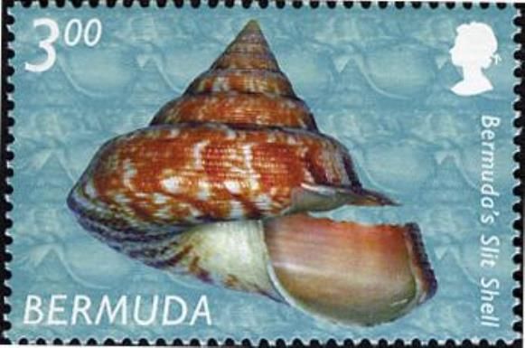 Bermuda's Slit Shell (Entemnotrochus adansonianus bermudensi