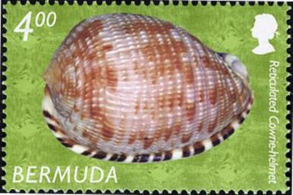 Reticulated Cowrie Helmet (Cypraecassis testiculus)