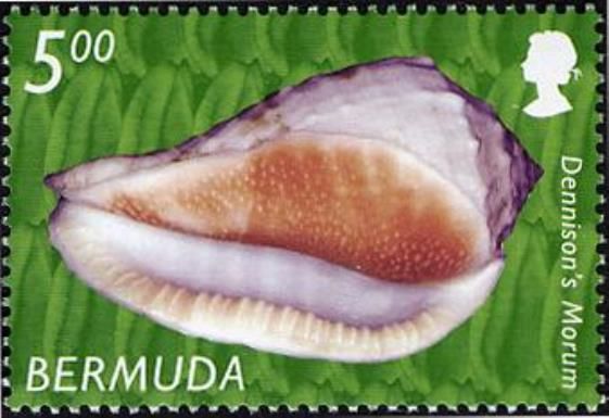Dennison's Morum (Morum dennisoni)