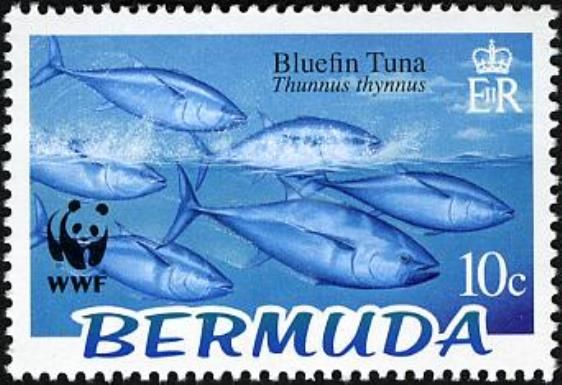 Atlantic Bluefin Tuna (Thunnus thynnus)