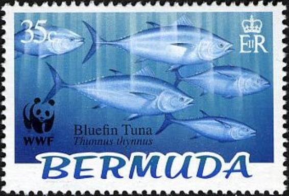 Atlantic Bluefin Tuna (Thunnus thynnus)