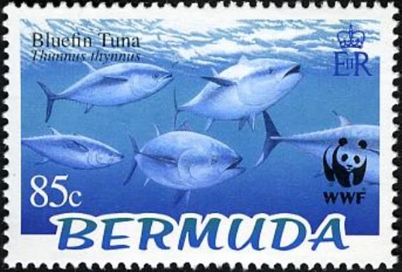 Atlantic Bluefin Tuna (Thunnus thynnus)