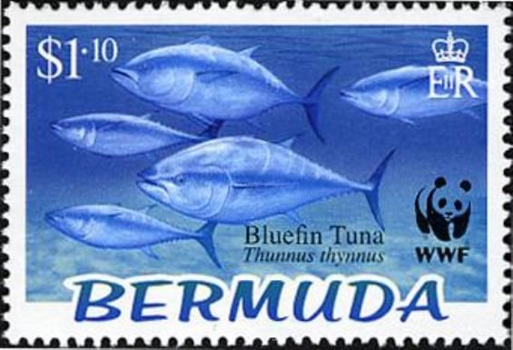 Atlantic Bluefin Tuna (Thunnus thynnus)