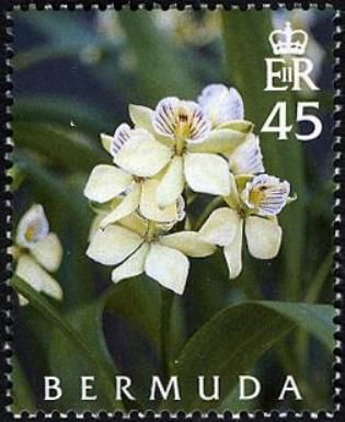 Prosthechea fragrans