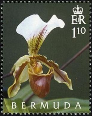 Paphiopedilum x leeanum