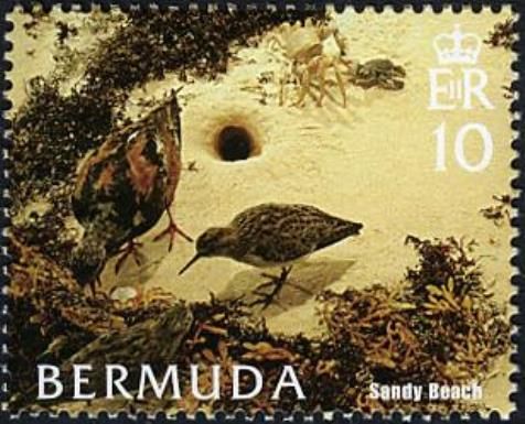 Ruddy Turnstone (Arenaria interpres) - Sandy Beach