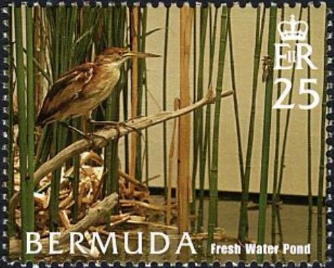 Least Bittern (Ixobrychus exilis) - Freshwater Pond