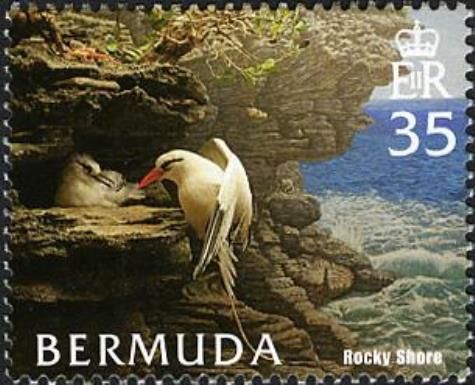 White-tailed Tropicbird (Phaethon lepturus), Rocky Shore