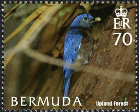 Eastern Bluebird (Sialia sialis) - Forest