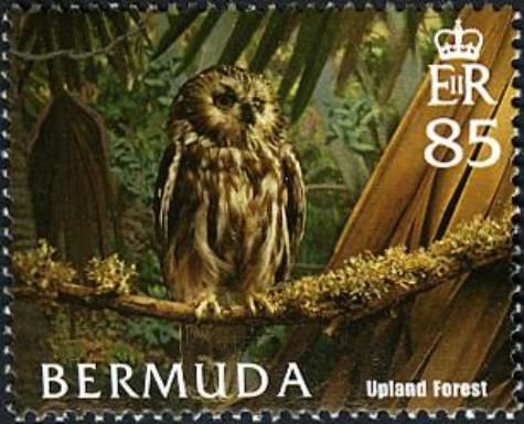 Northern Saw-whet Owl (Aegolius acadicus) - Forest