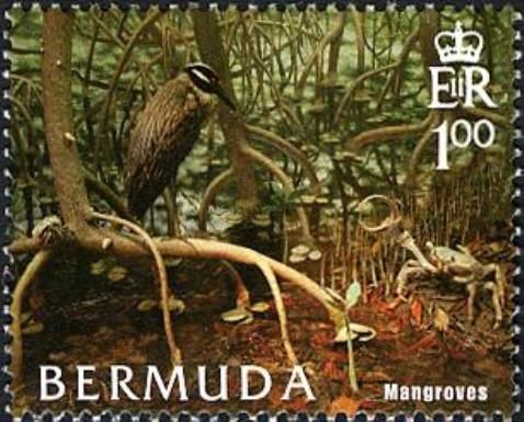 Yellow-crowned Night Heron (Nycticorax violaceus) - Mangrove