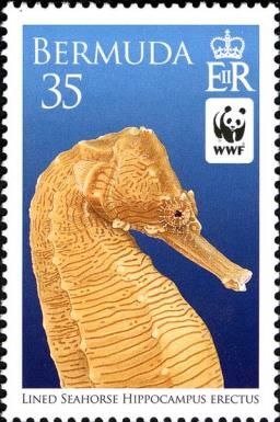 Lined Seahorse (Hippocampus erectus)