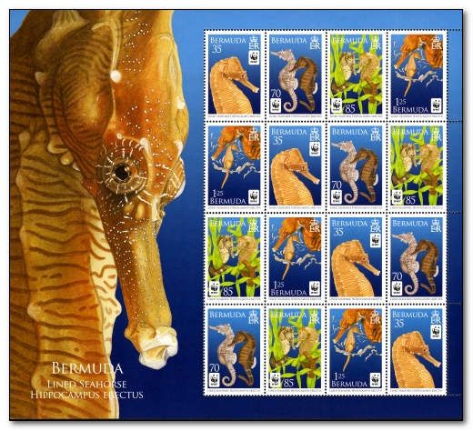 Lined Seahorse (Hippocampus erectus)