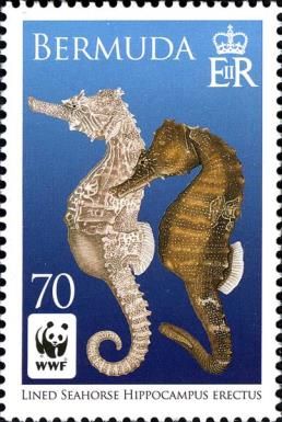 Pair of Seahorses