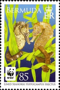 Pair in Seaweed