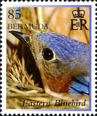 Eastern Bluebird (Sialia sialis)