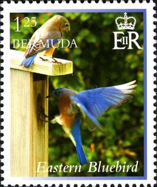 Eastern Bluebird (Sialia sialis)