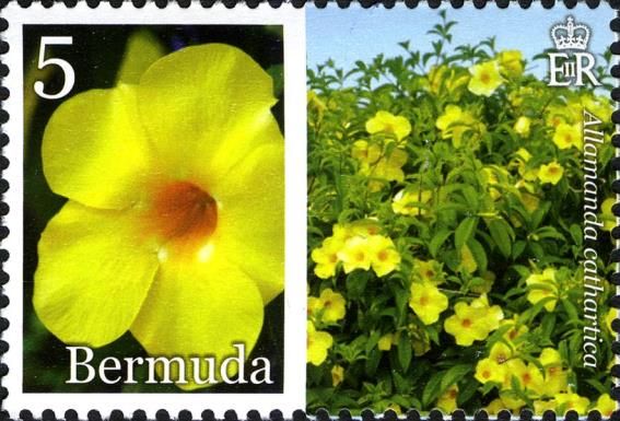 Yellow Allamanda (Allamanda cathartica)