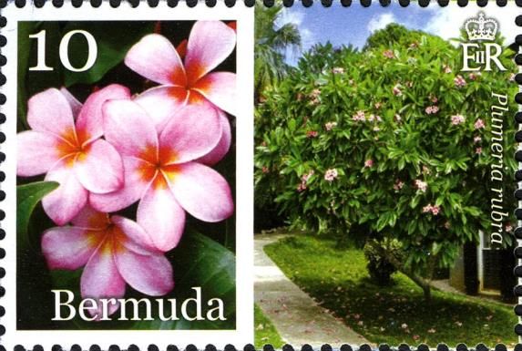 Frangipani (Plumera rubra)