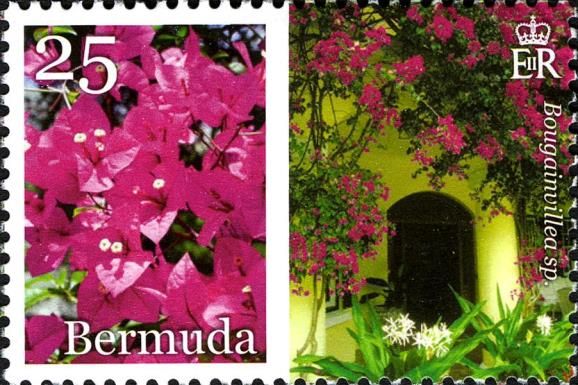 Bougainvillaea sp.