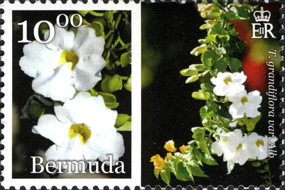 Skyflower (Thunbergia grandiflora)