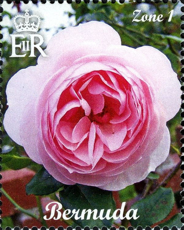 Pink Rose