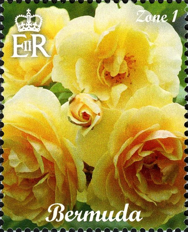 Apricot Roses