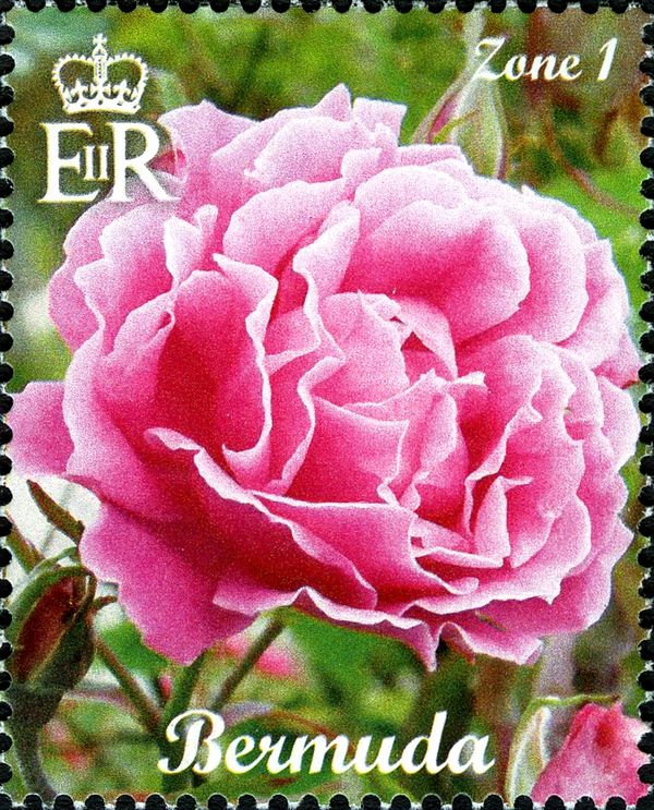 Pink Rose