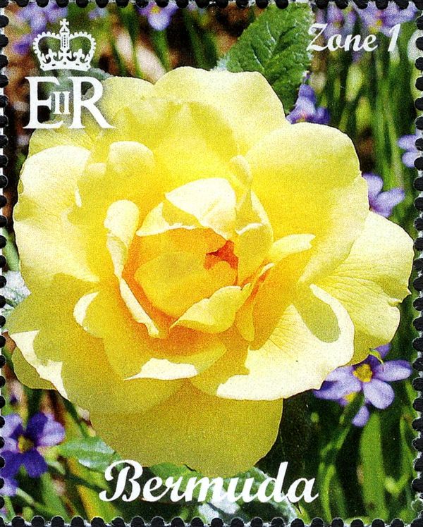 Yellow Rose