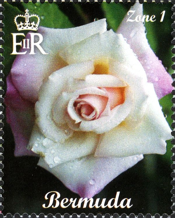 Pale Peach Pink Rose