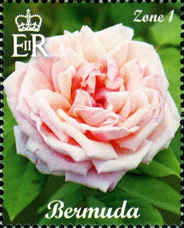 Blush Pink Hybrid Tea Rose