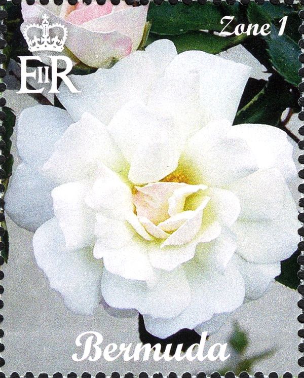 White Rose