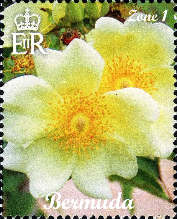 Yellow Roses
