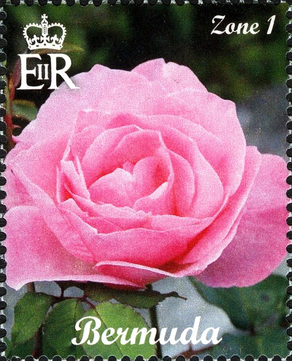 Pink Rose