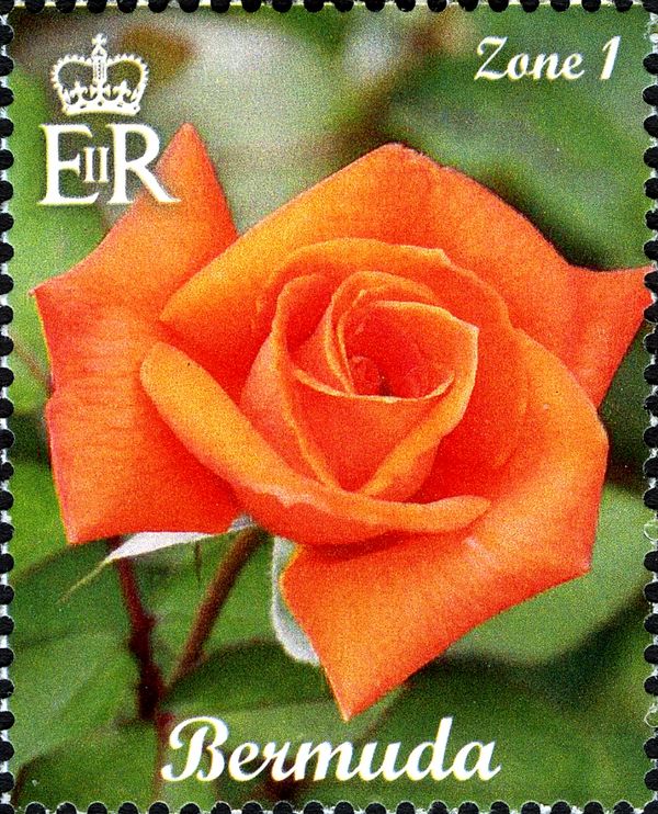 Orange Hybrid Tea Rose