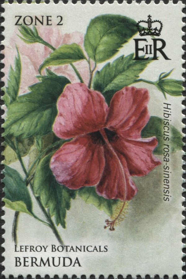 Hibiscus rosa-sinensis