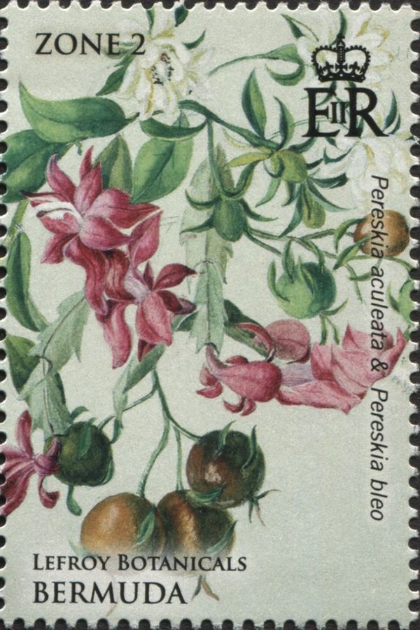 Pereskia aculeata and Pereskia bleo