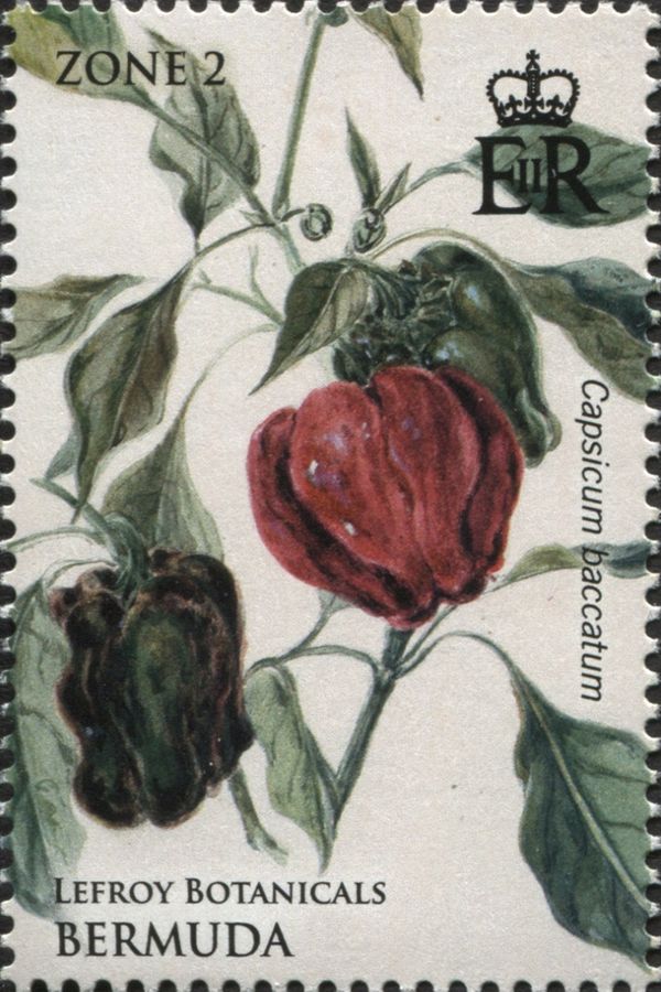 Capsicum baccatum