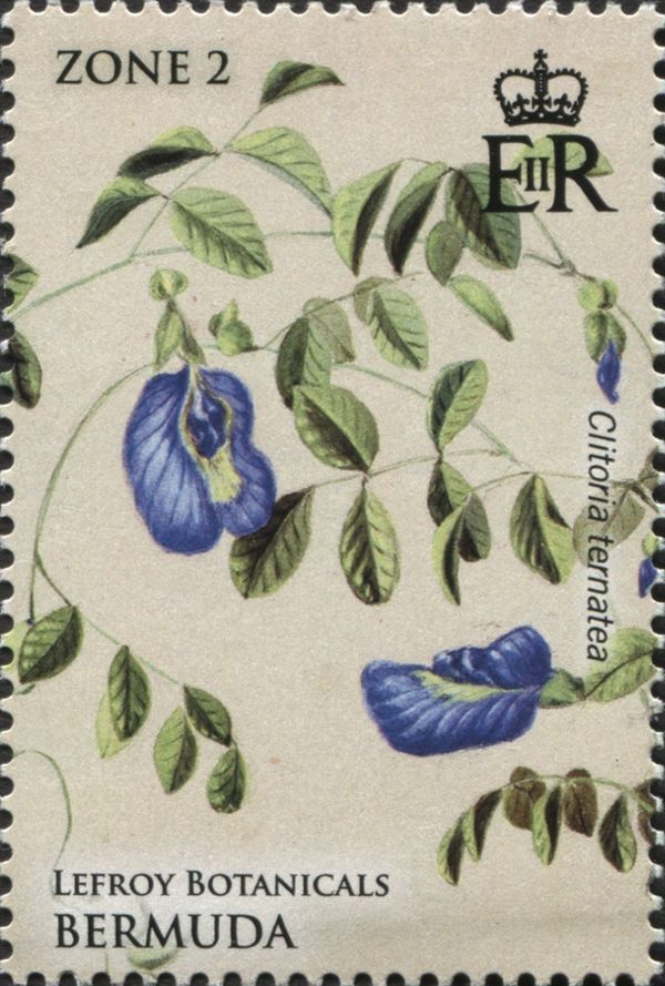 Clitoria ternatea