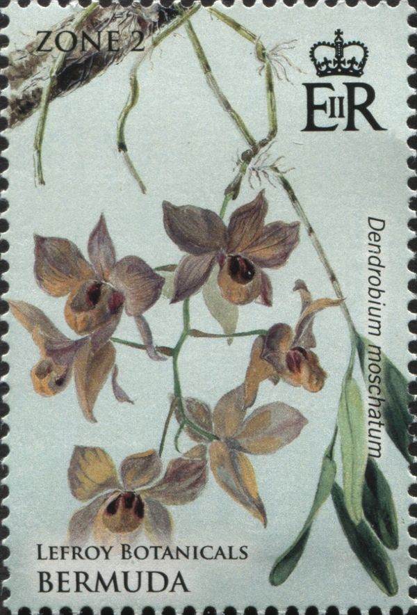 Dendrobium moschatum
