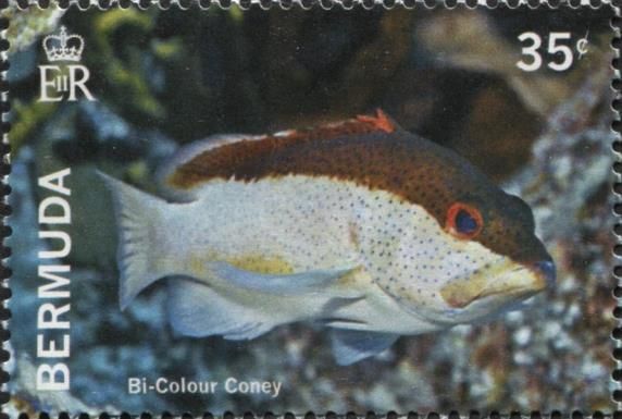 Bi-color Coney (Cephalopholis fulva) 