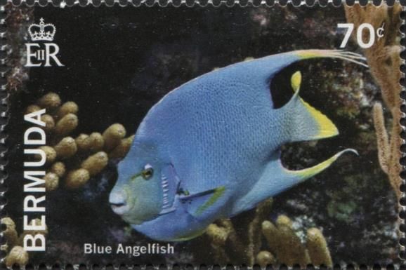 Bermuda Blue Angelfish (Holacanthus bermudensis)