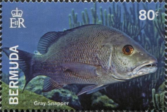 Gray Snapper (Lutjanus griseus)
