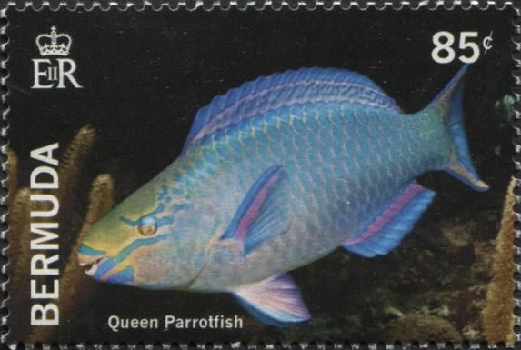 Queen Parrotfish (Scarus vetula)