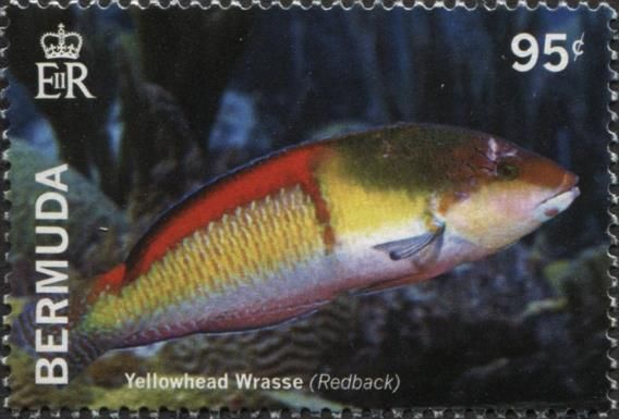 Yellowhead Wrasse (Halichoeres garnoti)