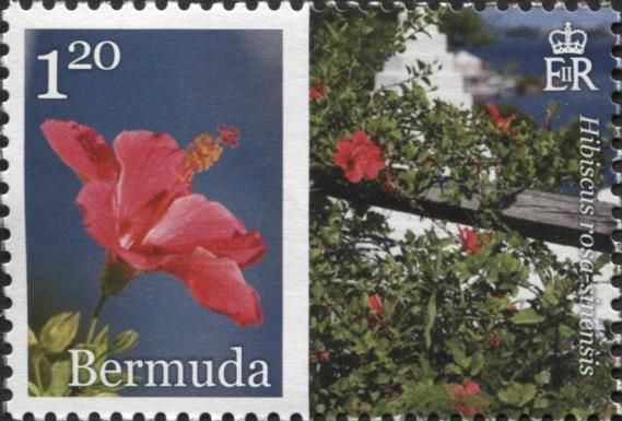 Hibiscus rosa-sinensis