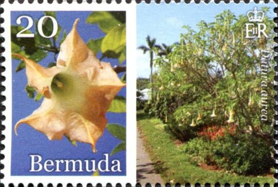 Datura aurea