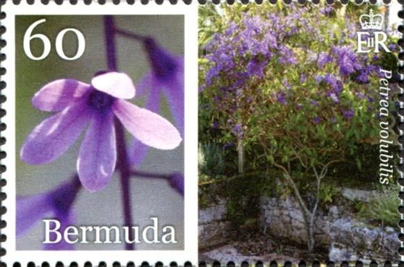 Petrea volubilis