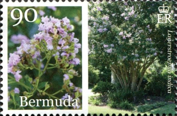 Lagerstroemia indica